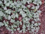 Hedera helix
