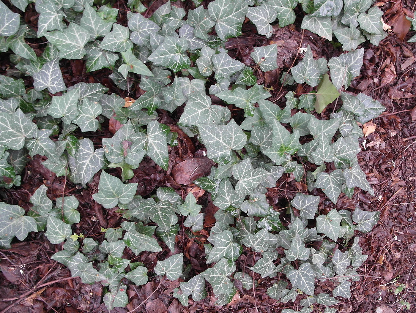 Image of Hedera helix specimen.