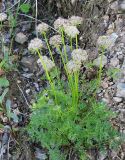 Pachypleurum alpinum