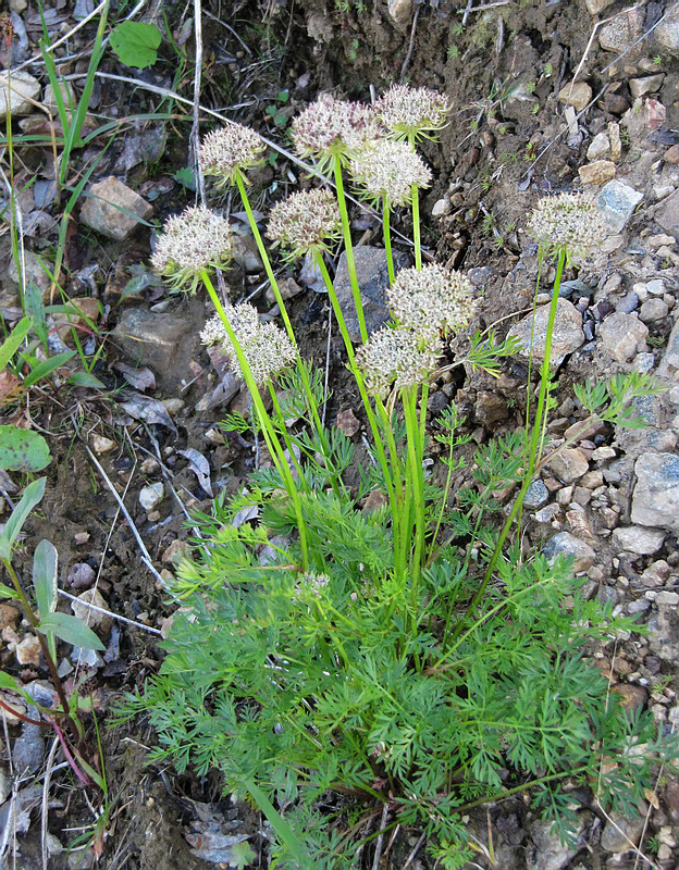 Изображение особи Pachypleurum alpinum.