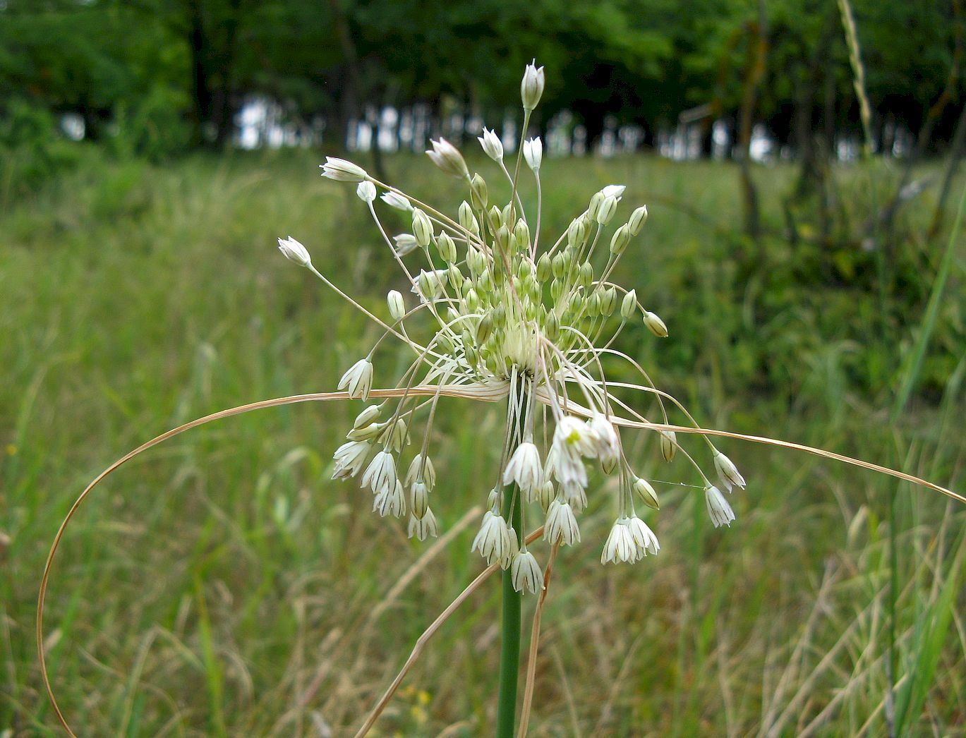 Изображение особи Allium podolicum.