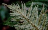Polystichum braunii. Верхушка вайи с сорусами (вид на абаксиальную поверхность). Краснодарский край, Сочи, Хостинский р-н, Агурское ущ., широколиственный лес. 14.03.2025.