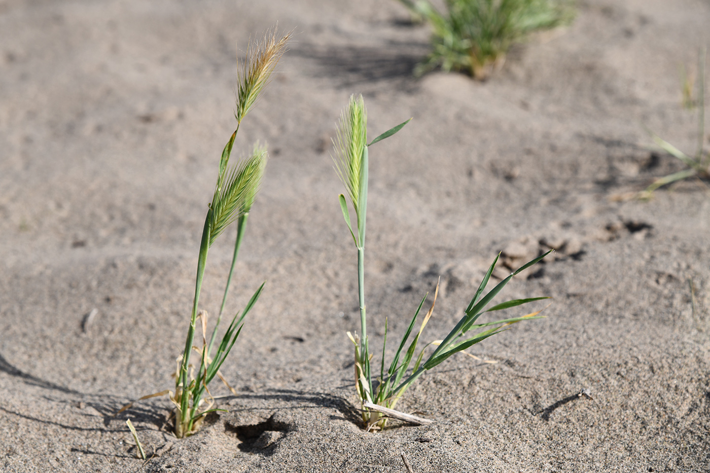 Image of Hordeum leporinum specimen.