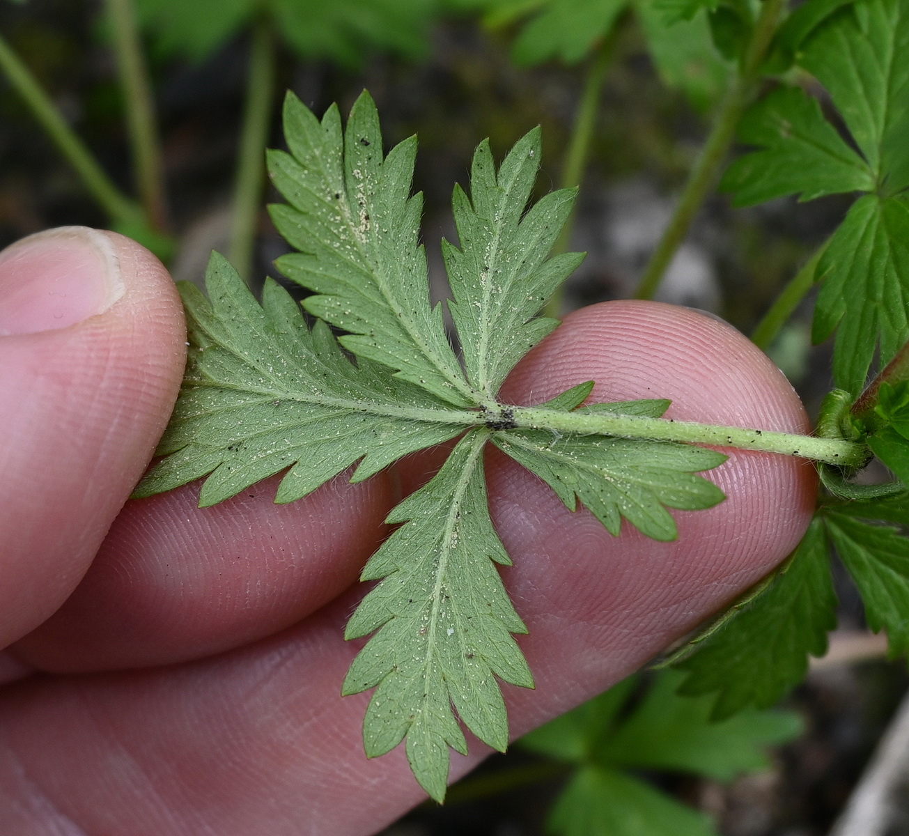 Image of Potentilla intermedia specimen.