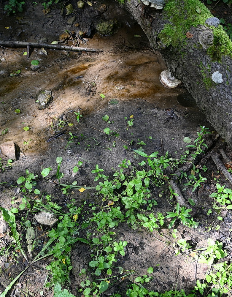Image of Veronica beccabunga specimen.