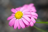 Pyrethrum coccineum