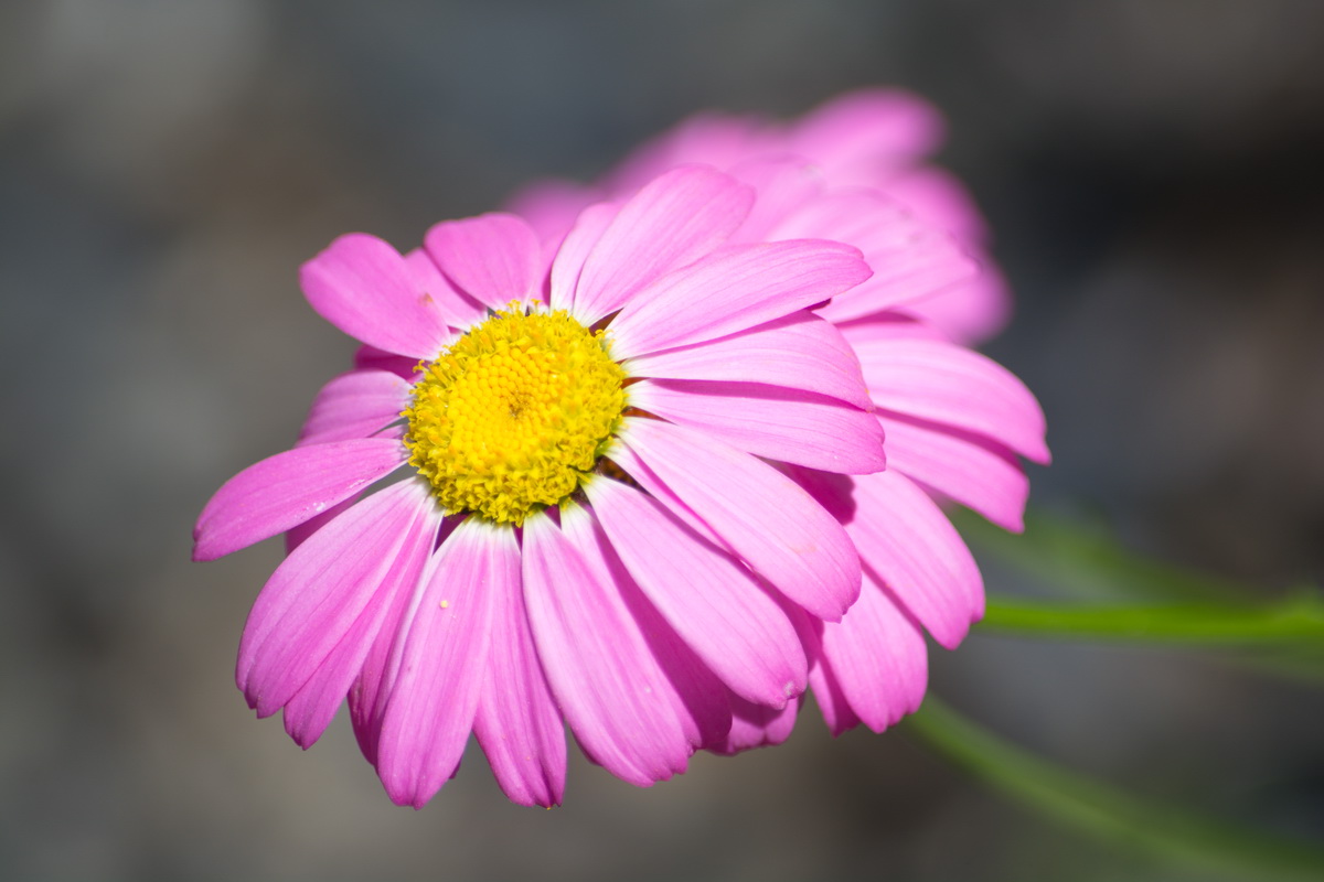 Image of Pyrethrum coccineum specimen.