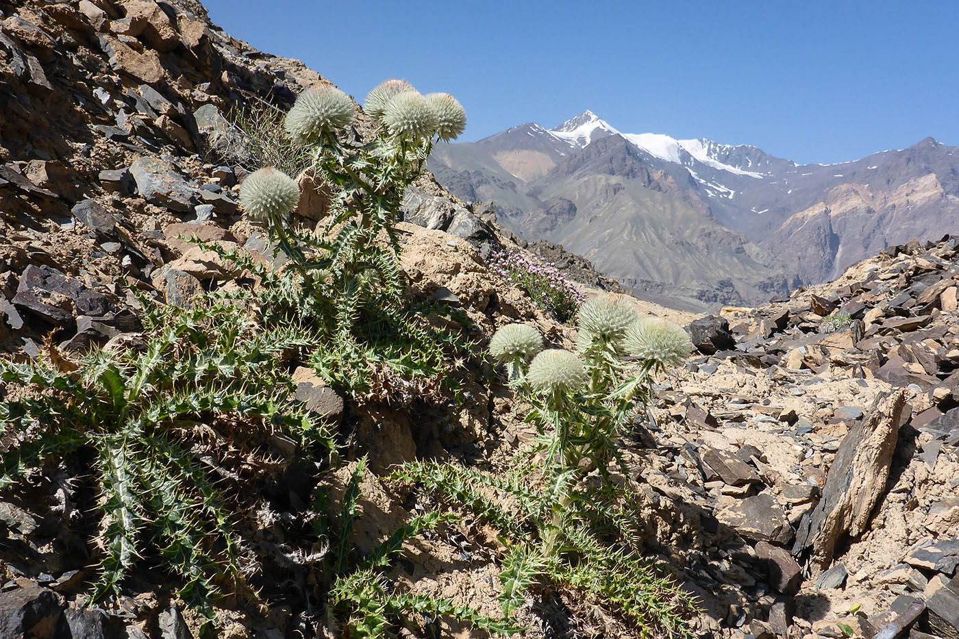 Image of Olgaea nivea specimen.