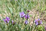 genus Astragalus