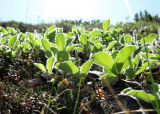 Salix reptans