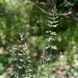 Arrhenatherum elatius