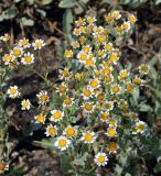Pyrethrum balsamita