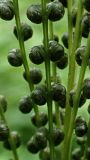 Onoclea sensibilis. Часть фертильной вайи. Хабаровский край, окр. г. Комсомольск-на-Амуре, кедрово-широколиственный лес. 06.08.2025.
