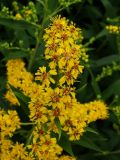 Solidago canadensis