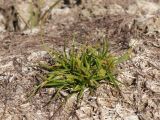 Cyperus michelianus