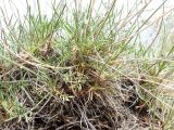 Astragalus kessleri