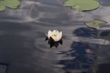 род Nymphaea