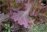 Lactuca sativa