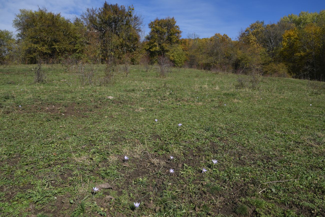 Изображение особи Crocus speciosus.