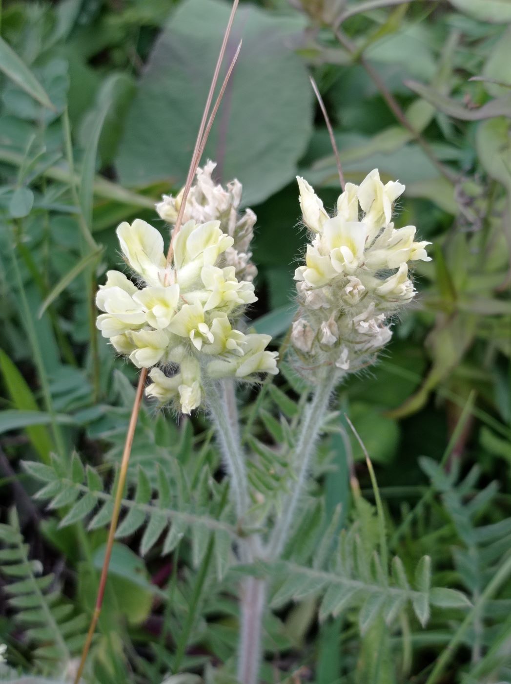 Image of Oxytropis pilosa specimen.