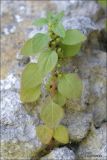 Parietaria chersonensis