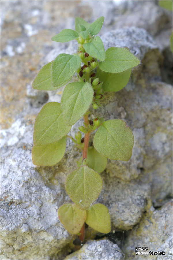 Image of Parietaria chersonensis specimen.