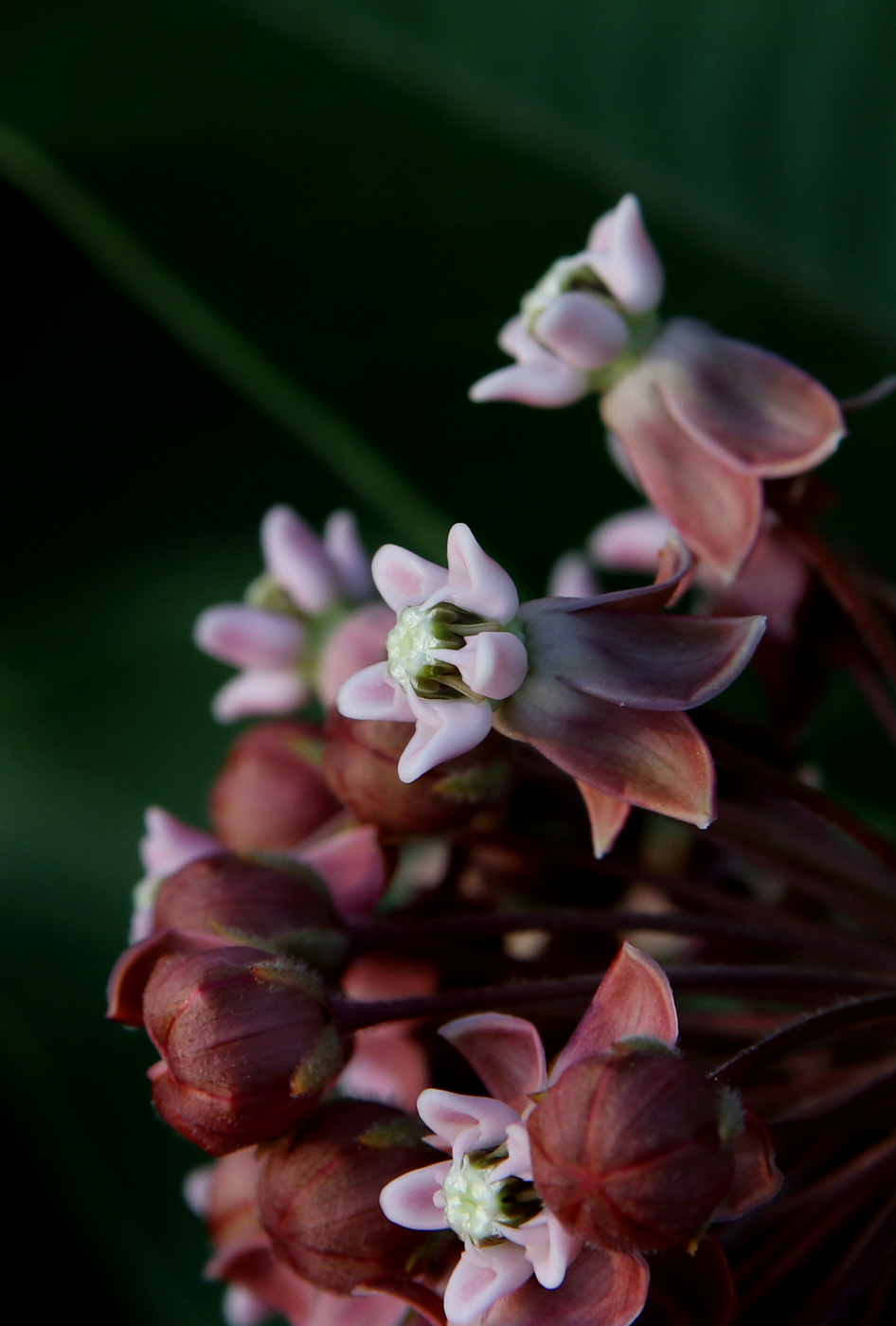 Image of Asclepias syriaca specimen.