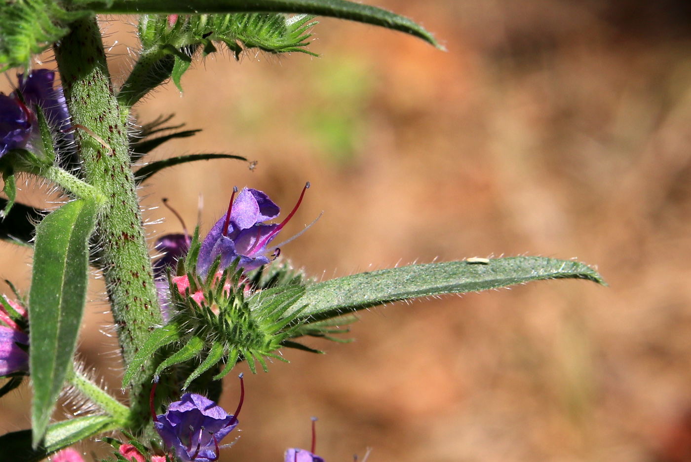 Image of Echium vulgare specimen.