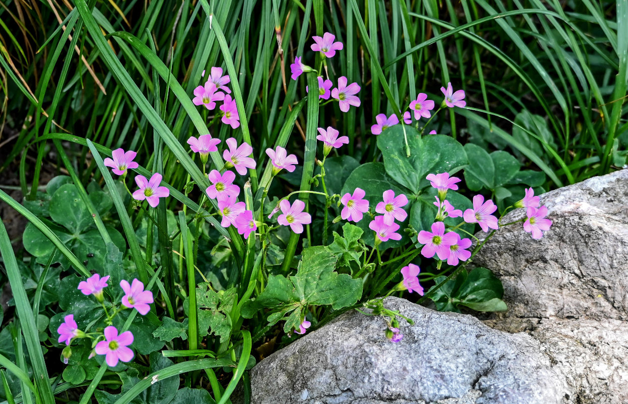 Image of Oxalis debilis var. corymbosa specimen.