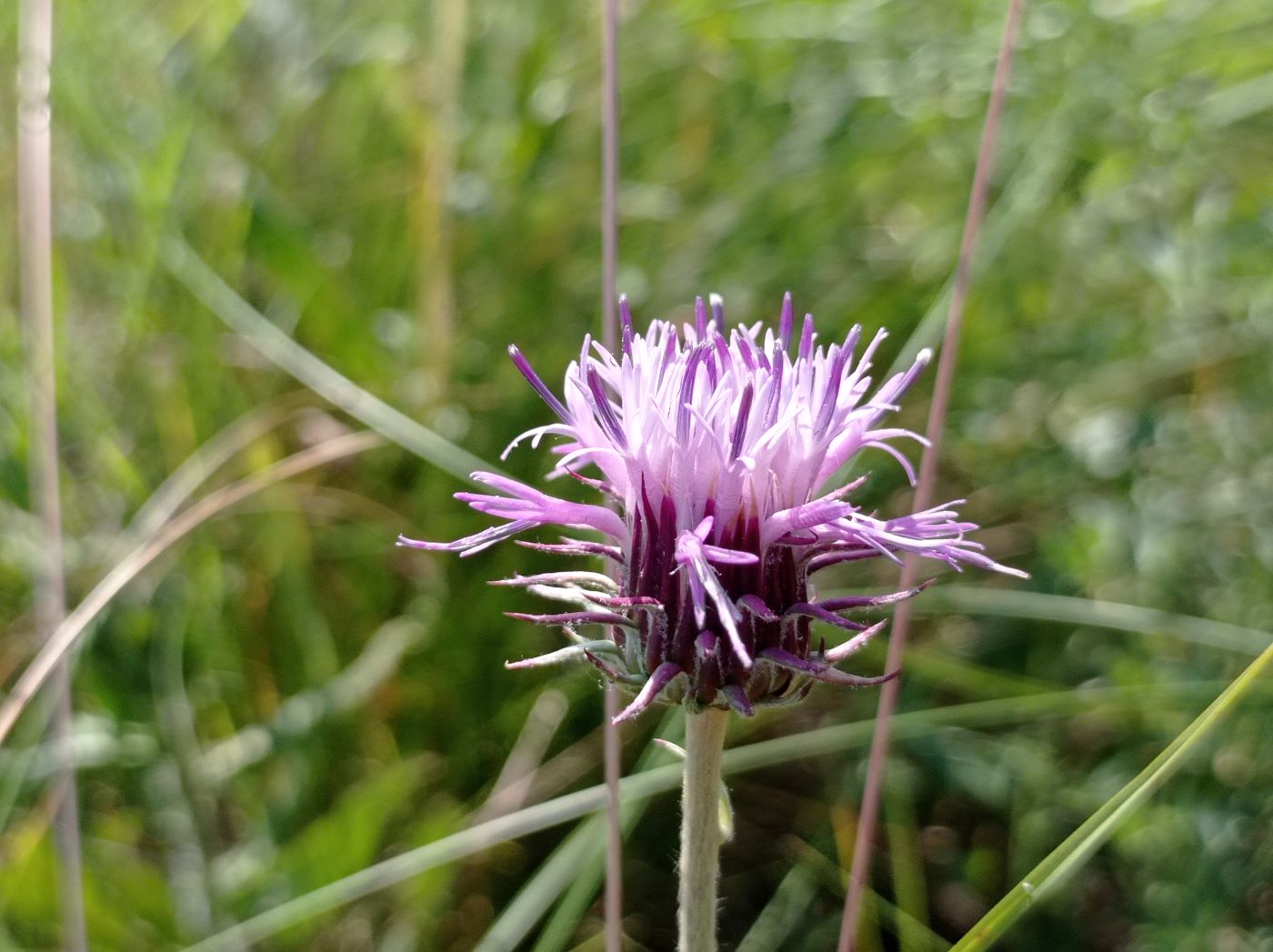 Image of genus Jurinea specimen.