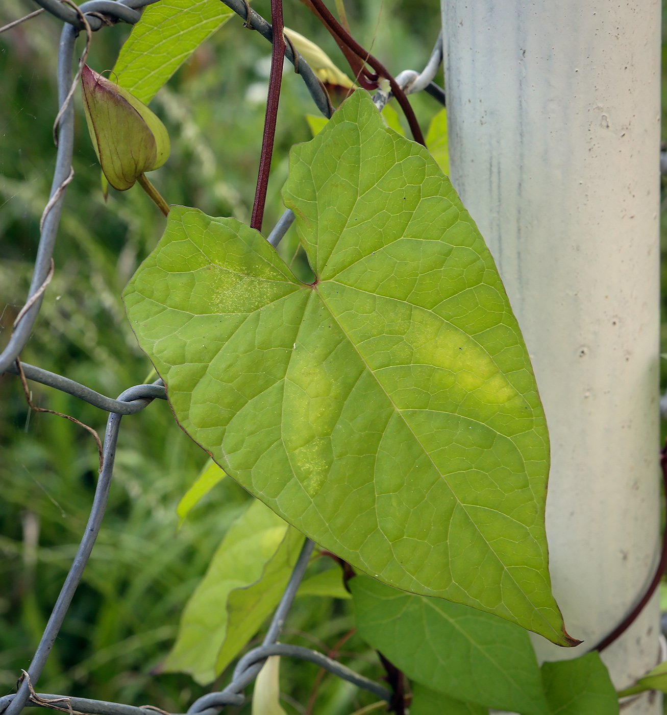 Image of Calystegia silvatica specimen.