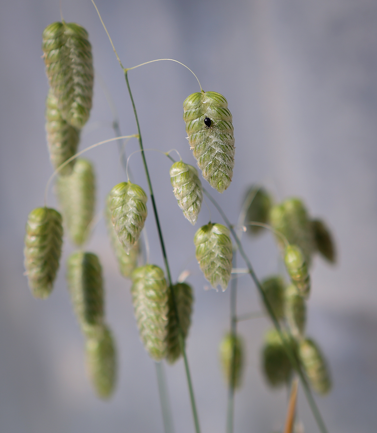 Изображение особи Bromus briziformis.