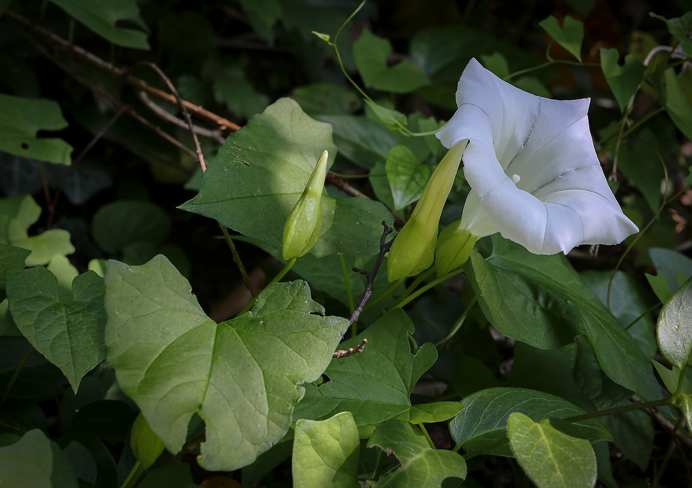 Изображение особи Calystegia silvatica.