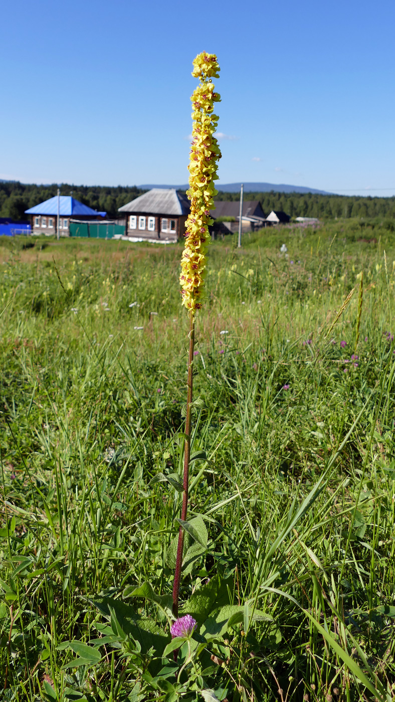 Изображение особи Verbascum nigrum.