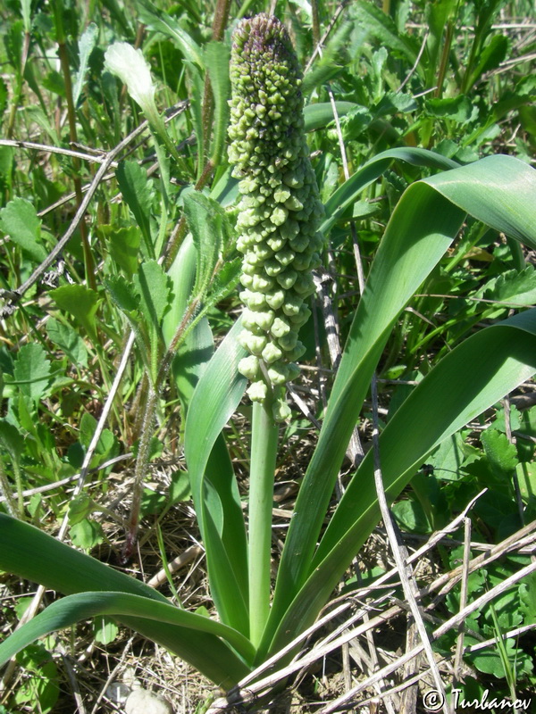 Image of genus Bellevalia specimen.