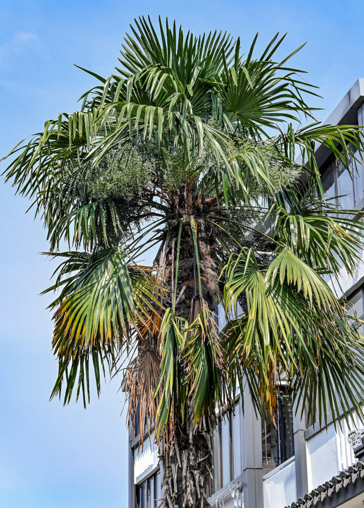 Изображение особи Trachycarpus fortunei.