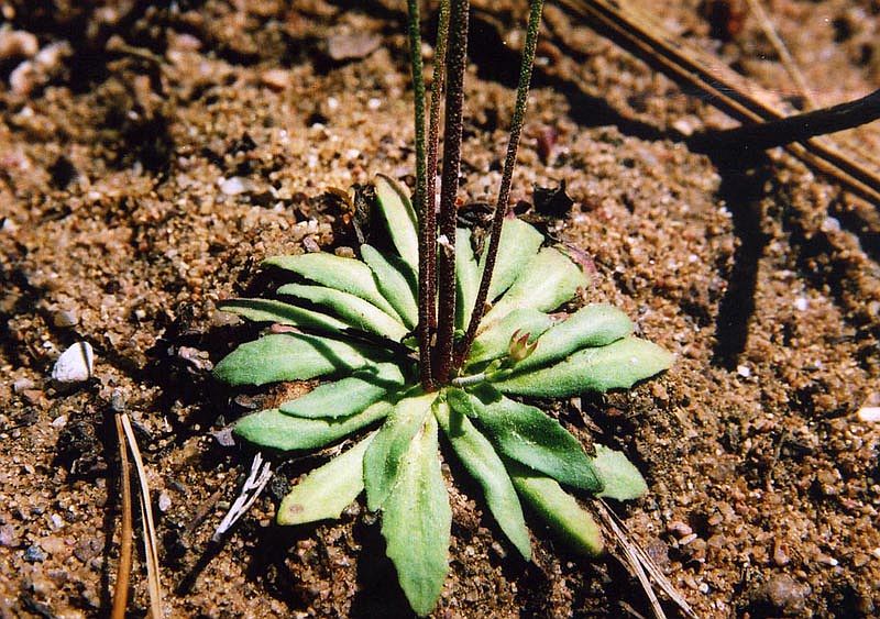 Image of Androsace septentrionalis specimen.