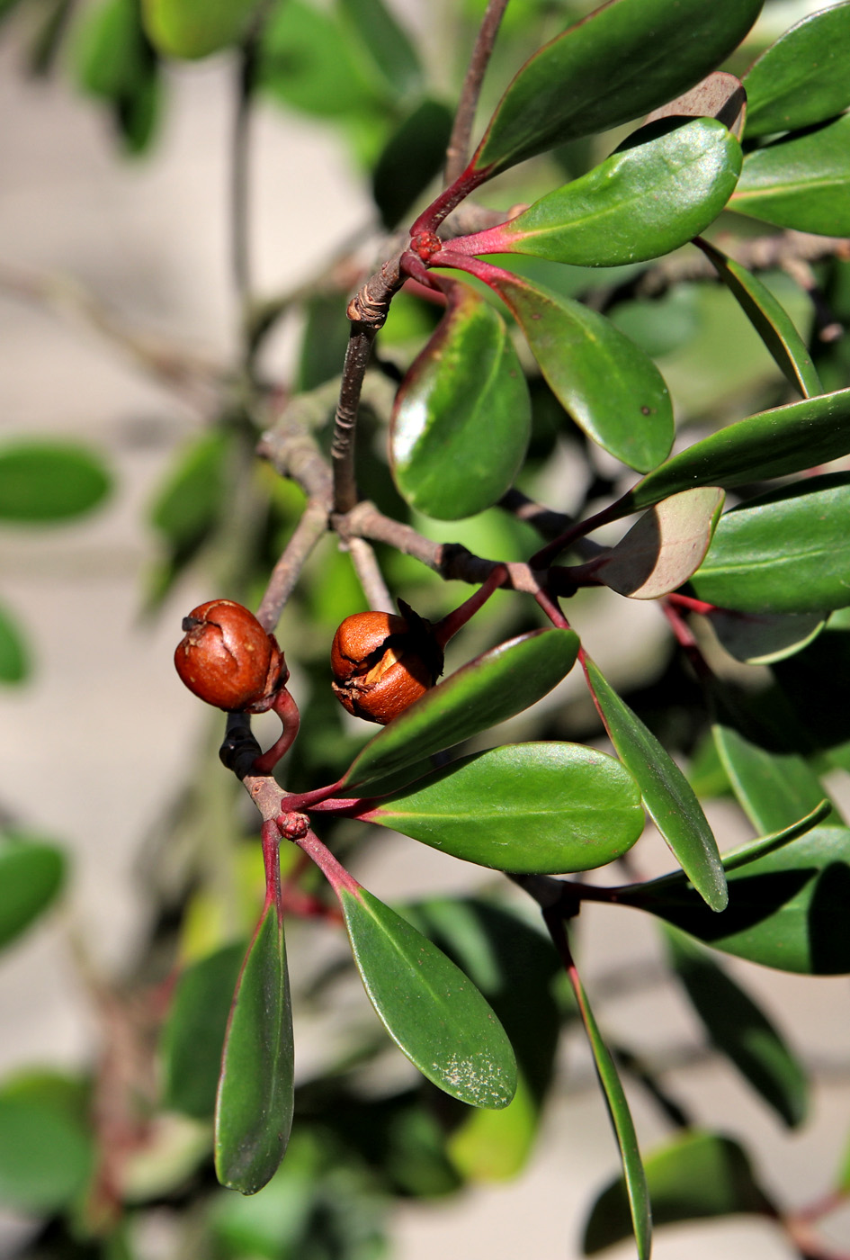 Image of Ternstroemia gymnanthera specimen.