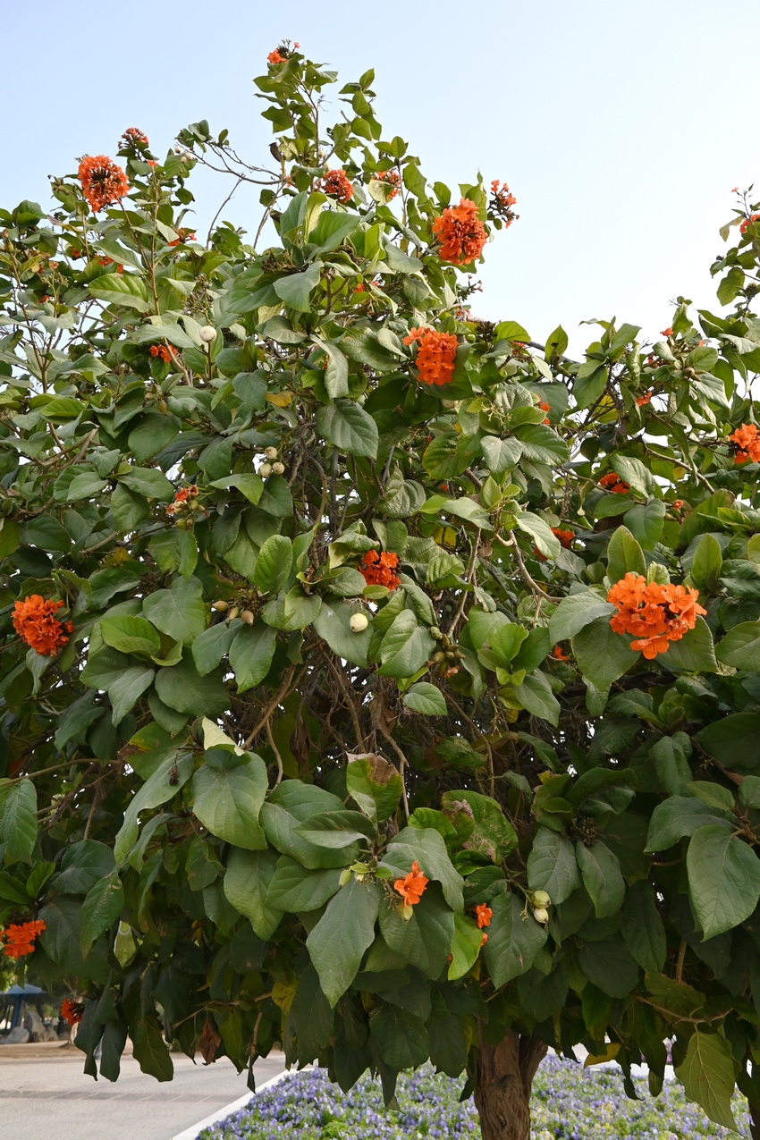 Изображение особи Cordia sebestena.