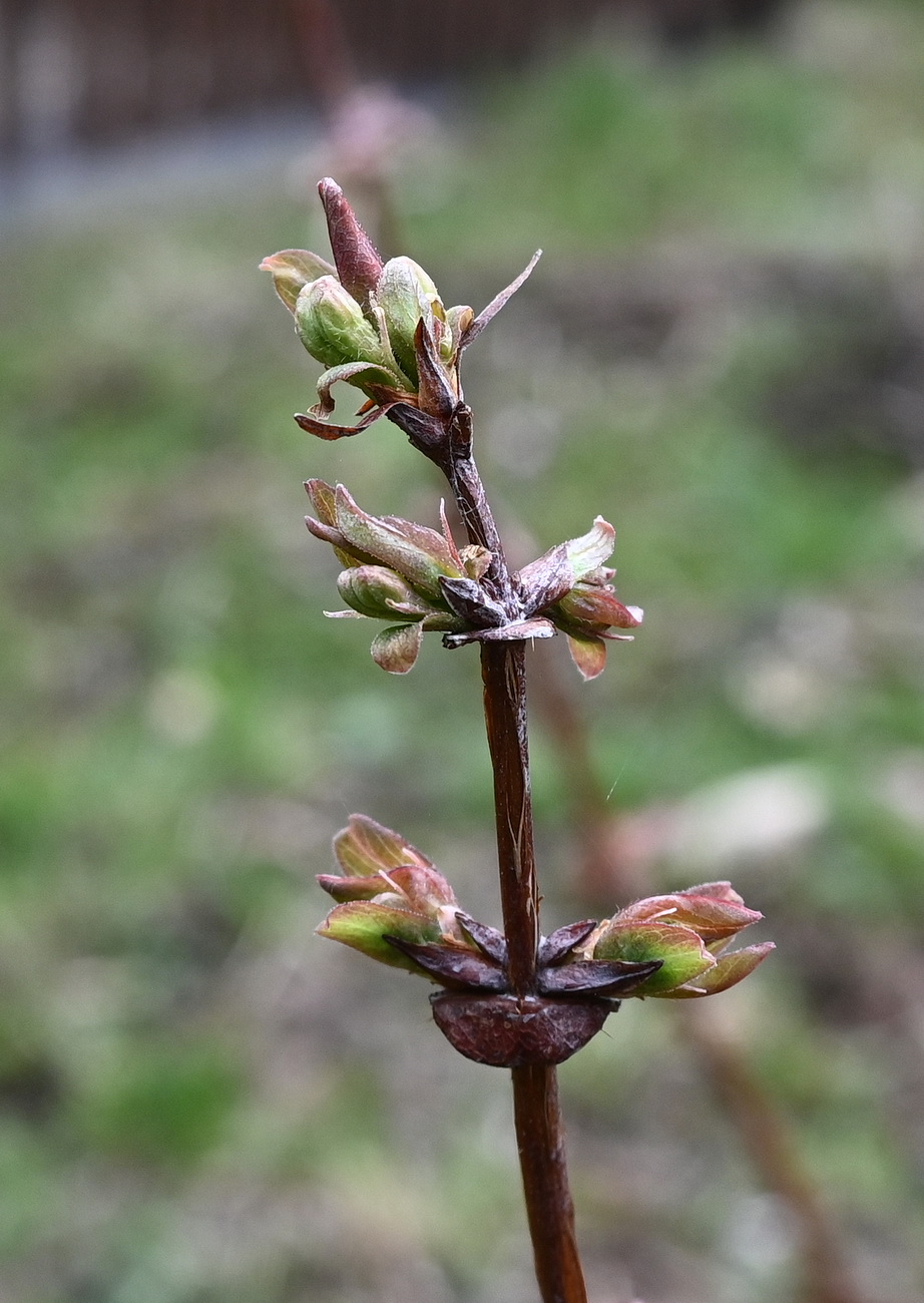 Image of Lonicera edulis specimen.