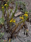 Limbarda crithmoides. Цветущее растение. Португалия, округ Лиссабон, устье р. Сизандру, подножие песчаного склона. 23.08.2025.