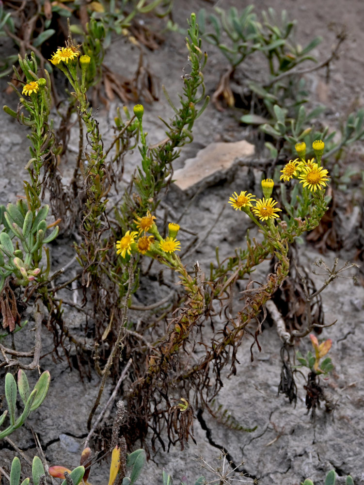 Image of Limbarda crithmoides specimen.
