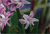 Hyacinthus orientalis. Цветок. Московская обл., Раменский р-н, окр. дер. Хрипань, садовый участок. 09.05.2026.
