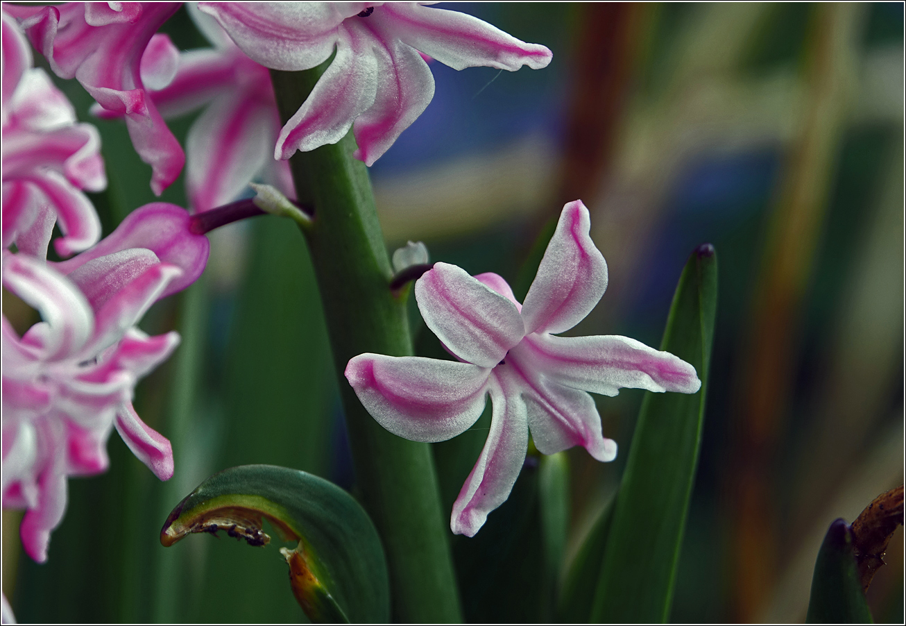 Image of Hyacinthus orientalis specimen.