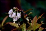 Vaccinium corymbosum. Соцветия. Московская обл., Раменский р-н, окр. дер. Хрипань, садовый участок. 20.05.2026.
