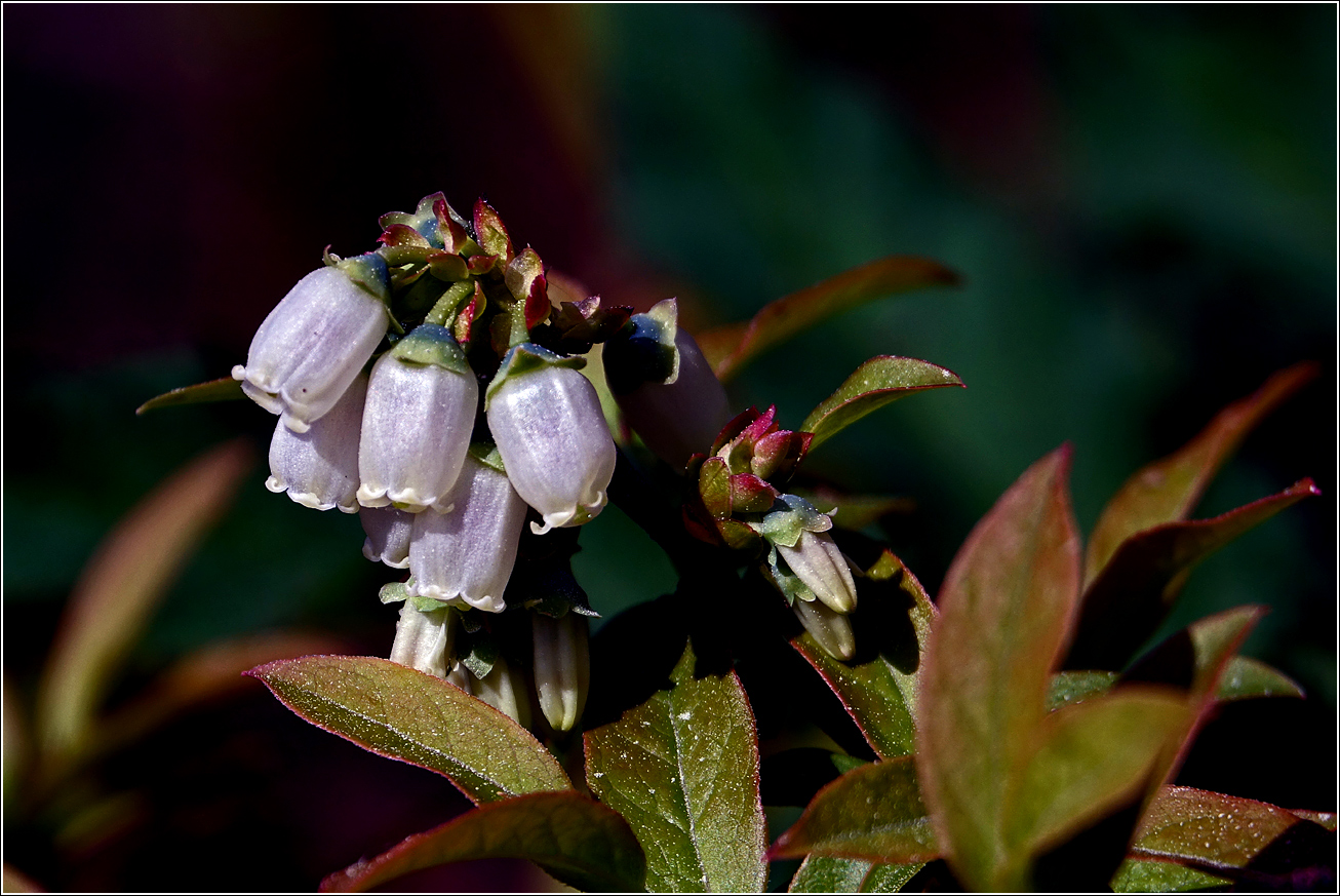Image of Vaccinium corymbosum specimen.
