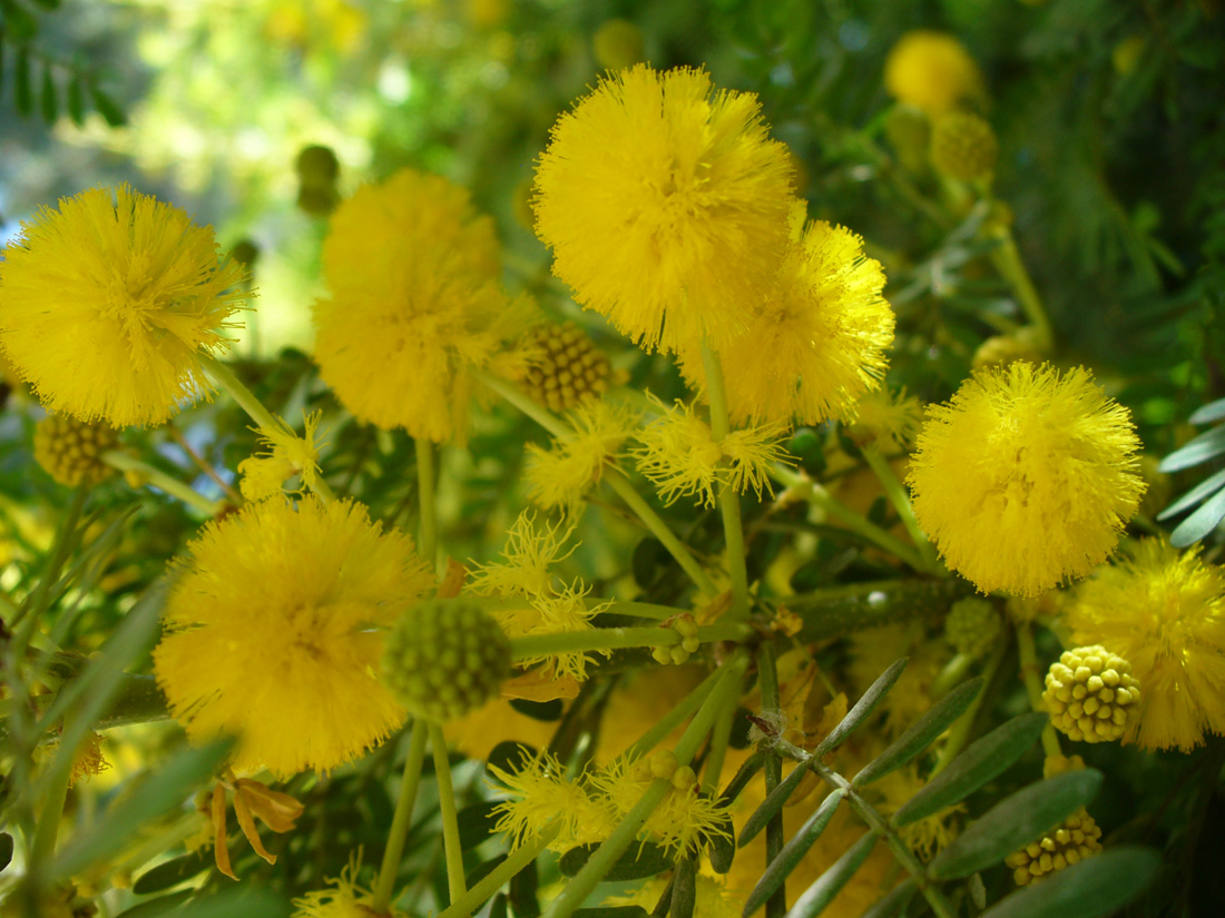 Изображение особи род Vachellia.