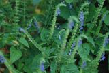 genus Scutellaria