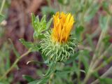 Grindelia squarrosa