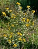 Scolymus hispanicus. Цветущее растение. Португалия, г. Лиссабон, берег реки. 16.06.2026.